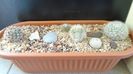 Grup de 5 Mammillaria
