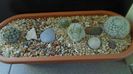 Grup de 5 Mammillaria