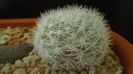 Mammillaria candida = Mammilloydia candida