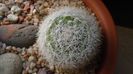 Mammillaria candida = Mammilloydia candida