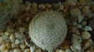Mammillaria lasiacantha
