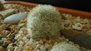 Mammillaria laui v. flavispina