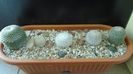 Grup de 5 Mammillaria