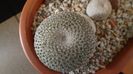 Mammillaria crucigera ssp. tlalocii