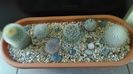 Grup de 7 Mammillaria