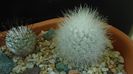 Mammillaria senilis