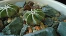 Aztekium hintonii (2 ex.)