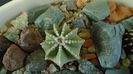 Aztekium hintonii (2 ex.)