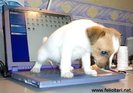 laptop2