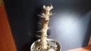 Pachypodium saundersii