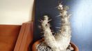 Pachypodium saundersii