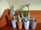 Genul Adenium