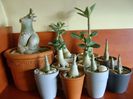 Genul Adenium