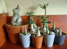 Genul Adenium