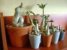 Genul Adenium