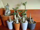 Genul Adenium