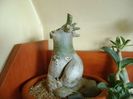 Genul Adenium