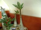 Genul Adenium