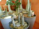 Genul Adenium