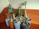 Genul Adenium