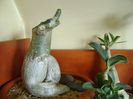 Genul Adenium