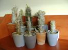Genul Pachypodium