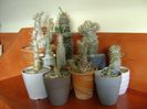 Genul Pachypodium