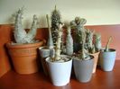 Genul Pachypodium