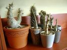 Genul Pachypodium