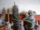 Genul Pachypodium