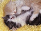 Kittens_1143190521