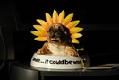 Smile___It_could_be_worse_1140856664