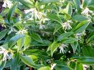 sarcococca confusa