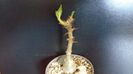Pachypodium succulentum
