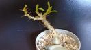 Pachypodium bispinosum