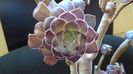 Aeonium arboreum v. atropurpureum cv. Schwarzkopf