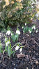 galanthus spp.(ghiocei)