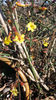 jasminum nudiflorum(iasomia de iarna)