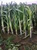 Photo0099