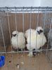 IMG-20200209-WA0013