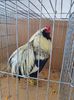 IMG-20200209-WA0015