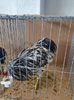 IMG-20200209-WA0001