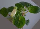 Sinningia Lucis Vanilla - flori parfumate