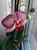 IMG-20200125-WA0003