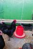 Australorp