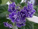 Caribbean Blue