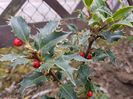 Ilex aquifolium