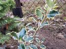 Ilex Silver Queen