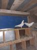 Matca