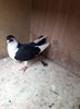 received_565554350705988